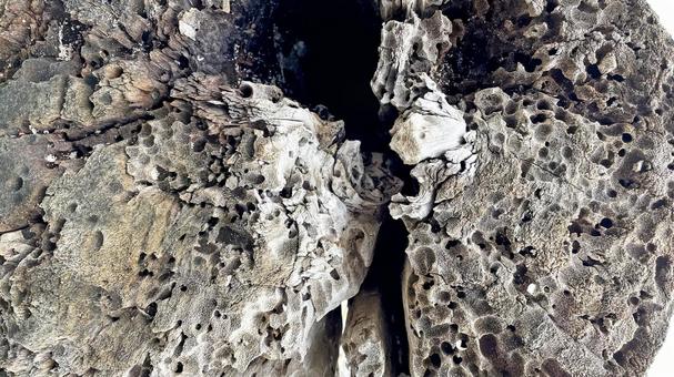 流木の断面テクスチャ 背景素材 流木の断面テクスチャ 背景素材 流木,木材,木の写真素材