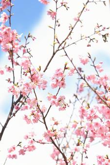 早咲きの桜 早咲きの桜の写真