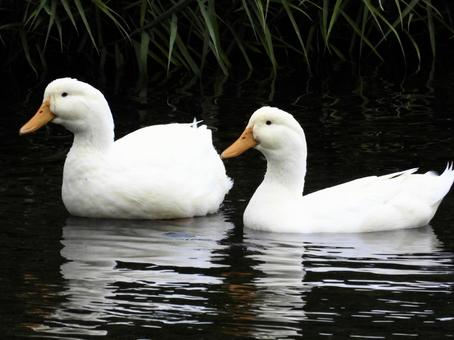 川面で佇むペアのアヒル 鳥,野鳥,アヒルの写真素材