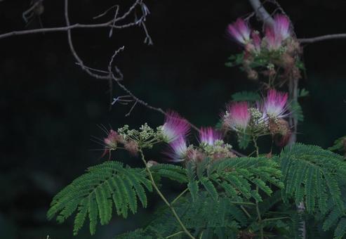 Silken Flower, JPG Silken Flower, JPG