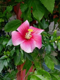 赤いハイビスカス 赤いハイビスカス ハイビスカス,花,可愛いの写真素材