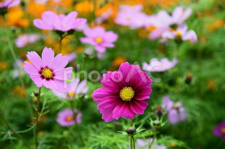 鮮やかなコスモス コスモス,花,花びらの写真素材