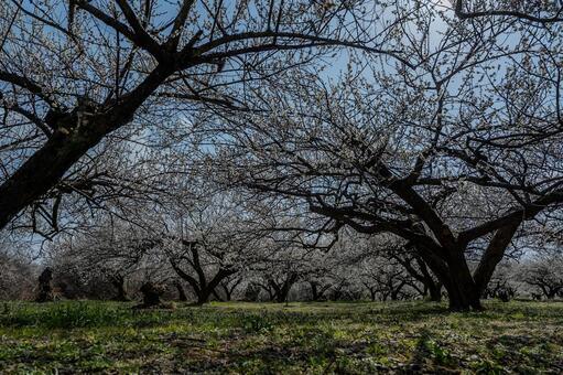 みさと梅林周辺の景色 みさと梅林,梅,花の写真素材