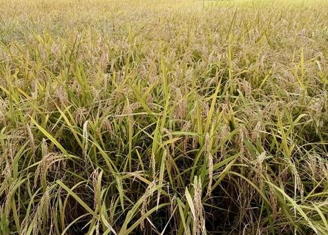 稲穂　秋 稲,田舎,稲穂の写真素材