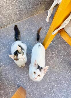 見上げるエジプトの子猫たち 猫,子猫,野良猫の写真素材