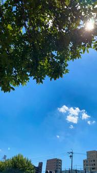 青空 葉の隙間から太陽 青空 葉の隙間から太陽の写真