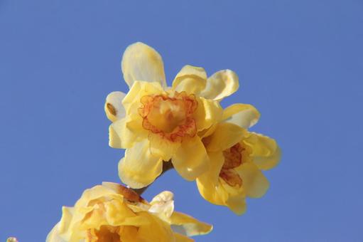 Wintersweet, JPG Wintersweet, JPG