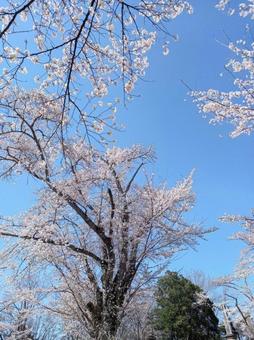 桜 桜の写真