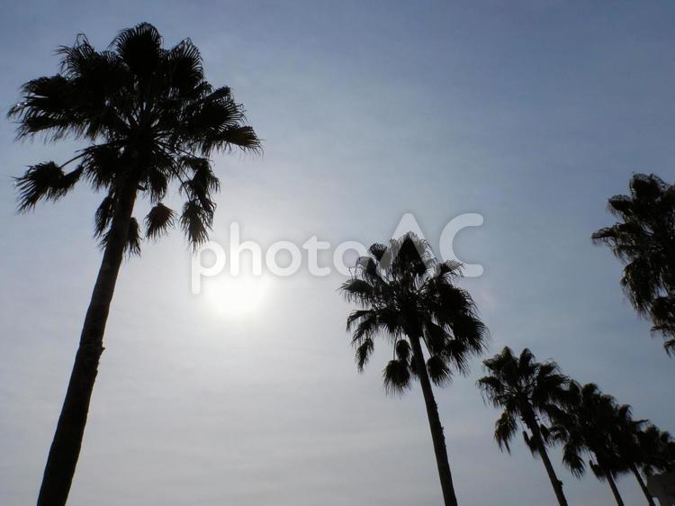 ヤシの木と青空 ヤシの木,海岸,海水浴場の写真素材