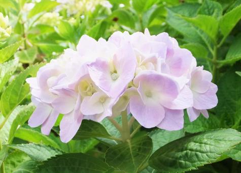 紫陽花 紫陽花の写真