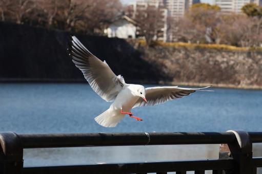 ユリカモメ7 ユリカモメ7の写真