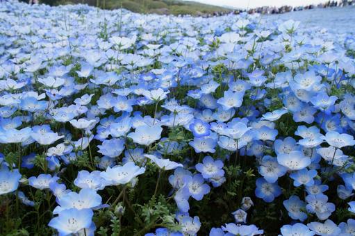 ネモフィラの丘 ネモフィラの丘 日立,青,花の写真素材