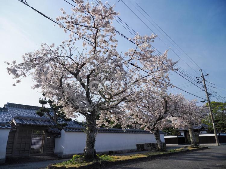 三本桜のある風景 三本桜,花,木の写真素材