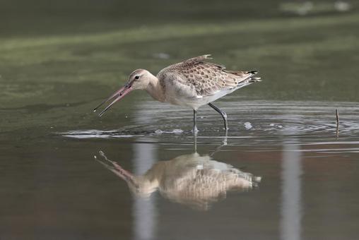 オグロシギ オグロシギ オグロシギ,野鳥,旅鳥の写真素材