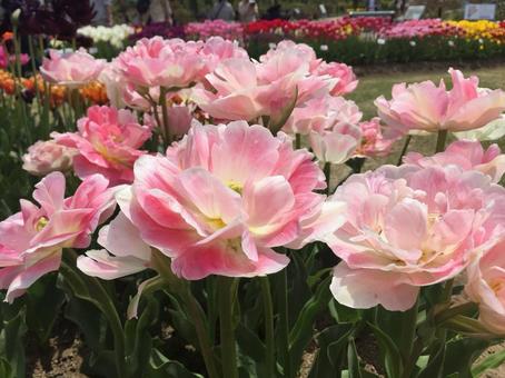 花 花 写真,花,旅行の写真素材