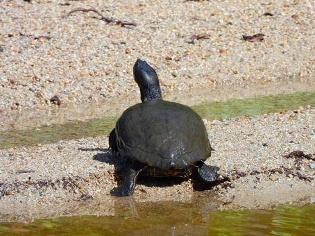 砂地に上がろうとするカメ 砂地に上がろうとするカメの写真