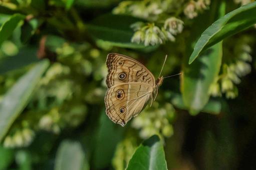 タテハモドキ タテハモドキ タテハモドキ,昆虫,虫の写真素材