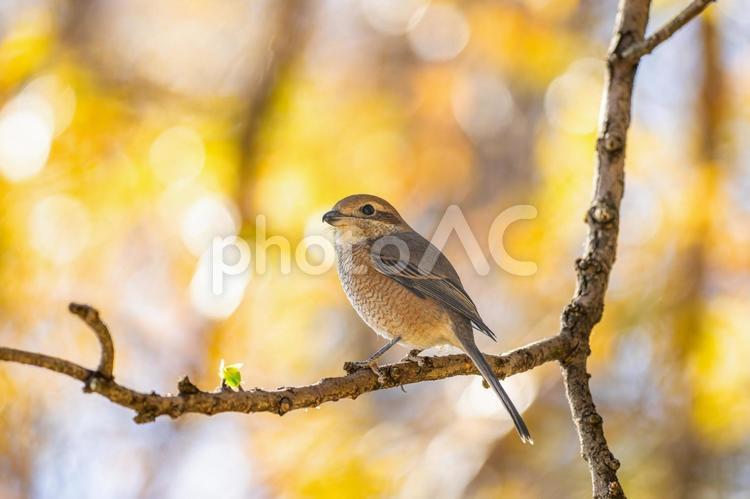 枝にとまるモズ・百舌鳥 モズ,百舌鳥,野鳥の写真素材