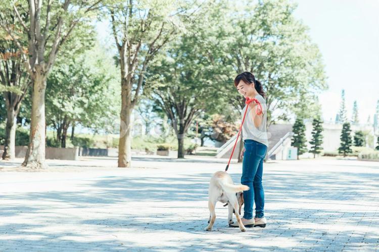 犬の散歩をする女性 犬,犬の散歩,散歩の写真素材