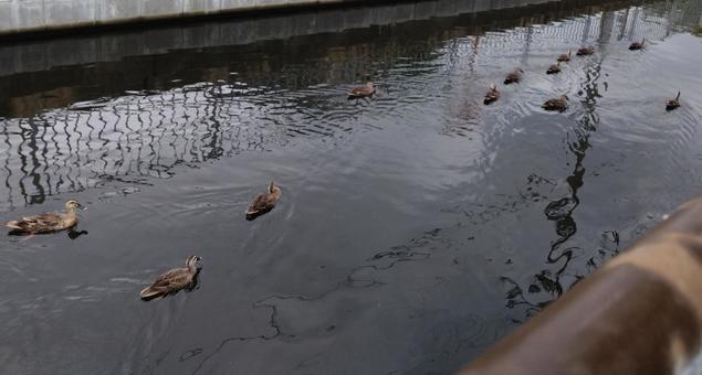 沢山の泳いでいるカモたち 沢山の泳いでいるカモたちの写真