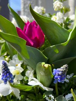 春のコンテナガーデン チューリップ,ムスカリ,ビオラの写真素材