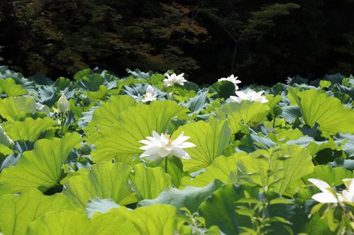 法金剛院 苑池の蓮の花 法金剛院 苑池の蓮の花の写真