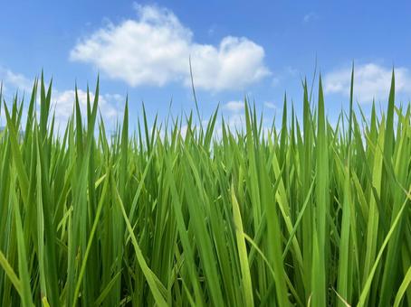 田んぼ（夏）の写真