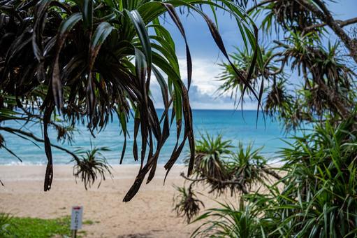 ビーチの日陰 草,日陰,砂浜の写真素材