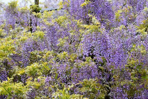藤の花 藤の花 藤の花,藤,春の写真素材