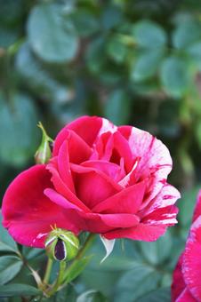 薔薇 薔薇の写真