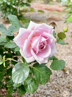 Fragrant pink rose, JPG