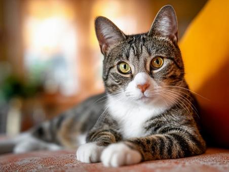 ソファの上の猫 ソファの上の猫の写真