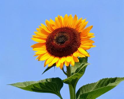 誇り高きひまわり 誇り高きひまわり ひまわり,ヒマワリ,花の写真素材