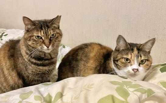 猫たち 猫,ネコ,catの写真素材