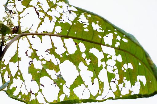 虫食いの葉 虫食いの葉 葉,虫食い,穴の写真素材
