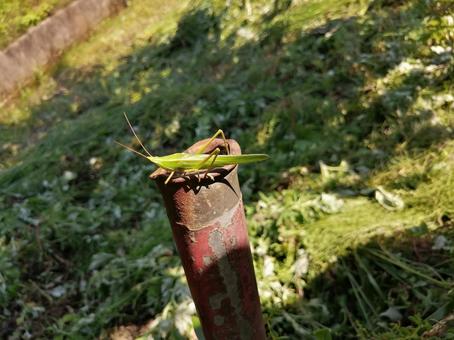 バッタ バッタの写真