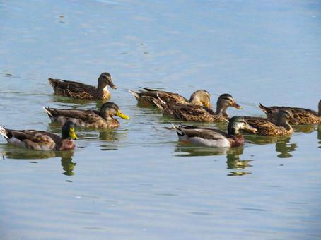 川を泳ぐマガモの群れ 川を泳ぐマガモの群れ マガモ,野鳥,動物の写真素材