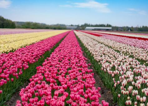 Tulip fields in Noordwijkerhaat, JPG Tulip fields in Noordwijkerhaat, JPG