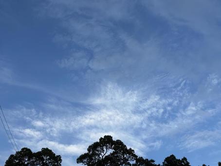 大木と雲空の写真