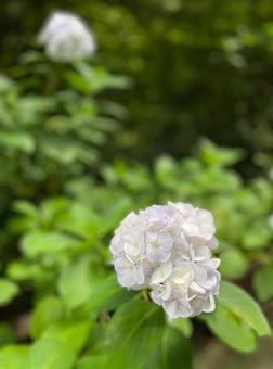 紫陽花 紫陽花の写真