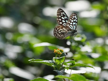 Photo, ideopsis অনুরূপ, প্রজাপতি, মাছি, 
