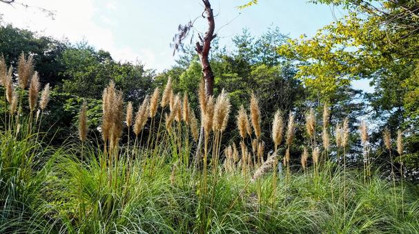Autumn at Muse Park, grasses and trees, Chichibu City, JPG