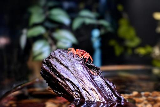 Freshwater Crab, JPG