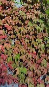 蔦 蔦,つた,紅葉の写真素材