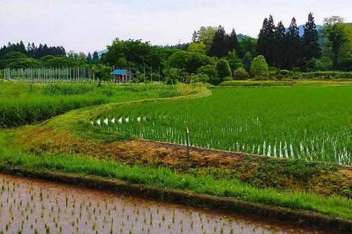 2025年6月の里山28 2025年6月の里山28 水田,田植,田んぼの写真素材