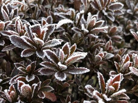 霜の朝 小さな世界,アート,マクロの写真素材