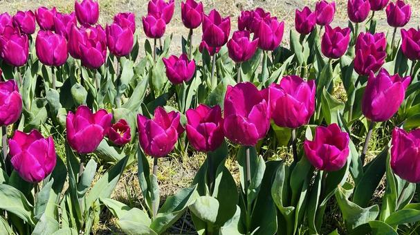 可愛く赤いチューリップの花 可愛く赤いチューリップの花の写真