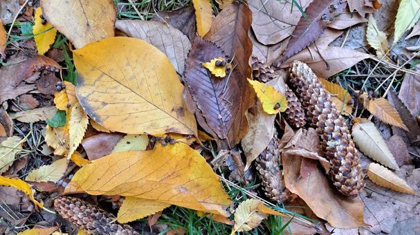 松ぼっくりと落ち葉 落ち葉,秋,木の葉の写真素材