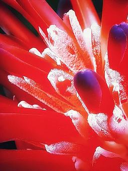 ベニフデツツアナナスの花 アップ ベニフデツツアナナスの花 アップの写真