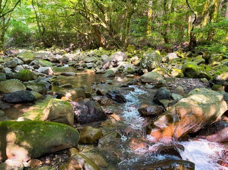自然の森と渓流 自然の森と渓流 川,自然,山の写真素材